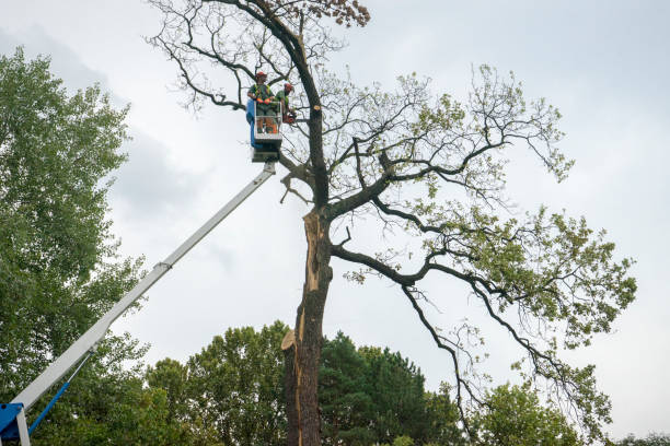 How Our Tree Care Process Works  in  West Mifflin, PA
