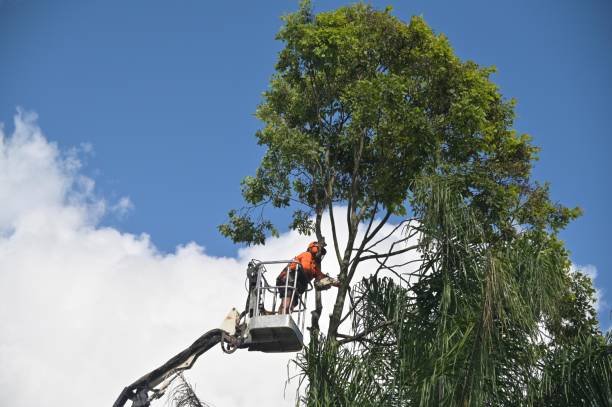Best Tree Cabling and Bracing  in West Mifflin, PA