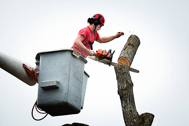 Best Palm Tree Trimming  in West Mifflin, PA