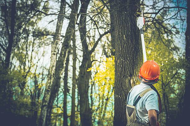 Best Fruit Tree Pruning  in West Mifflin, PA